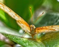 tiny insects around the house, kupu-kupu juragan, nastra Royalty Free Stock Photo
