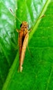 tiny insects around the house, nastra, kupu-kupu juragan Royalty Free Stock Photo