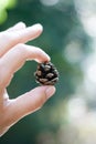Tiny inspirational magical dreamy baby pinecone