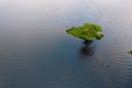 Tiny island in a lake with a tree. Connemara, Ireland. Irish landscape scene. Travel and tourism area. Aerial view