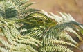 Tiny Jewelled Campan chameleon - Furcifer campani - resting on green fern leaves lit by sun. Most Chameleons are endemic to