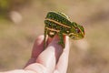 Tiny Jewelled Campan chameleon - Furcifer campani - resting on white man hand. Chameleons are endemic to Madagascar and can be