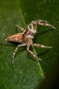 A Tiny Jumping Spider on a garden leaf Royalty Free Stock Photo