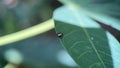 Tiny jumping spider lay on a leaf Royalty Free Stock Photo