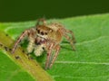Tiny Jumping Spider On Leaf Royalty Free Stock Photo