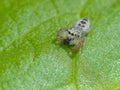 Tiny Jumping Spider on Leaf with Prey Royalty Free Stock Photo