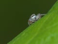 Tiny Jumping Spider Looking into the Camera Royalty Free Stock Photo