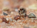 Tiny Jumping Spider On A Pebble 2 Royalty Free Stock Photo