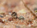 Tiny Jumping Spider On A Pebble 1 Royalty Free Stock Photo