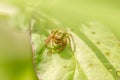 A tiny jumping spider sitting on a leaf Royalty Free Stock Photo