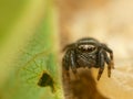 Tiny jumping spider on the leaf, Czech Republic. Royalty Free Stock Photo