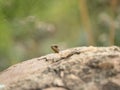 The bravest little lizard in the National Botanic Gardens, Canberra, Australia Royalty Free Stock Photo