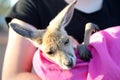 Tiny Kangaroo Joey in blankets