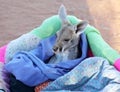 Tiny Kangaroo Joey in blankets