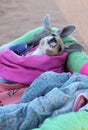 Tiny Kangaroo Joey in blankets