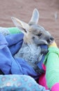 Tiny Kangaroo Joey in blankets