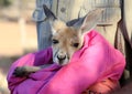 Tiny Kangaroo Joey in blankets