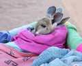 Tiny Kangaroo Joey in blankets