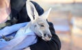 Tiny Kangaroo Joey in blankets