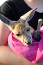 Tiny Kangaroo Joey in blankets