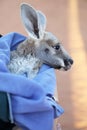 Tiny Kangaroo Joey in blankets