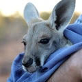 Tiny Kangaroo Joey in blankets