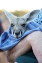 Tiny Kangaroo Joey in blankets