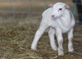 Tiny Katahdin sheep just learning to walk