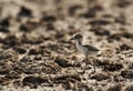 Tiny Kentish Plover chick, Bahrain