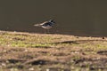 Tiny Killdeer bird walking by the water on a lake shore Royalty Free Stock Photo