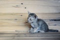 Tiny kitten alone with wood Royalty Free Stock Photo