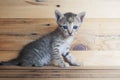 Tiny kitten alone with wood Royalty Free Stock Photo