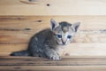 Tiny kitten alone with wood Royalty Free Stock Photo