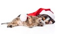 Tiny kitten and basset hound puppy in red santa hat sleeping tog
