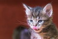 A tiny kitten licks. The baby cat stuck out his tongue and licks his nose. The gray striped kitten ate and waits for