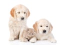 Tiny kitten lies between two golden retriever puppies. isolated Royalty Free Stock Photo