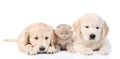 Tiny kitten lies between two golden retriever puppies. isolated on white background Royalty Free Stock Photo