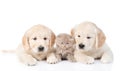 Tiny kitten lies between two golden retriever puppies. isolated on white background Royalty Free Stock Photo