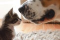 tiny kitten playfully swatting at big dogs nose indoors Royalty Free Stock Photo