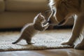 tiny kitten playfully swatting at big dogs nose indoors Royalty Free Stock Photo