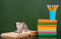 Tiny kitten playing with glasses near empty chalkboard Royalty Free Stock Photo