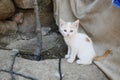 Tiny kitten, puzzled tiny white-yellow kitten, very small