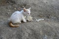 Tiny kitten, puzzled tiny white-yellow kitten, very small
