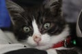 Tiny kitten. A red ribbon is attached to his neck Royalty Free Stock Photo