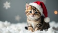 Tiny kitten, red white fur, Christmas hat, silver tree backdrop , gift, newyear, winter Royalty Free Stock Photo