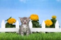 Tiny kitten sitting in grass by flower garden Royalty Free Stock Photo
