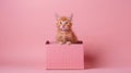 Cute ginger kitten sitting inside pink gift box Royalty Free Stock Photo