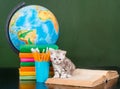 Tiny kitten sitting on open book near empty green chalkboard