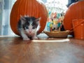 Tiny kitty with big blue eyes and elfish ears in front of pumpkins