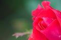 Tiny knockout red rosebud Royalty Free Stock Photo